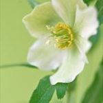 みんなの電話占い|セラ先生